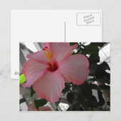 Roze Hibiscus Briefkaart (Voorkant / Achterkant)