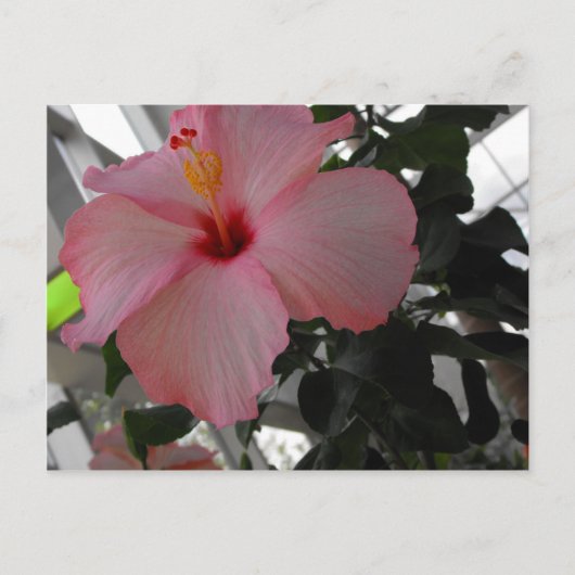 Roze Hibiscus Briefkaart (Voorkant)