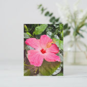  Roze Hibiscus Briefkaart (Staand voorkant)