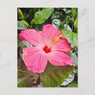  Roze Hibiscus Briefkaart