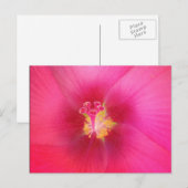 Roze Hibiscus Briefkaart (Voorkant / Achterkant)