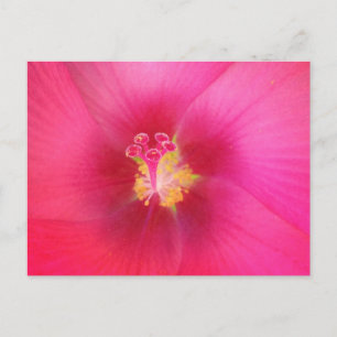 Roze Hibiscus Briefkaart