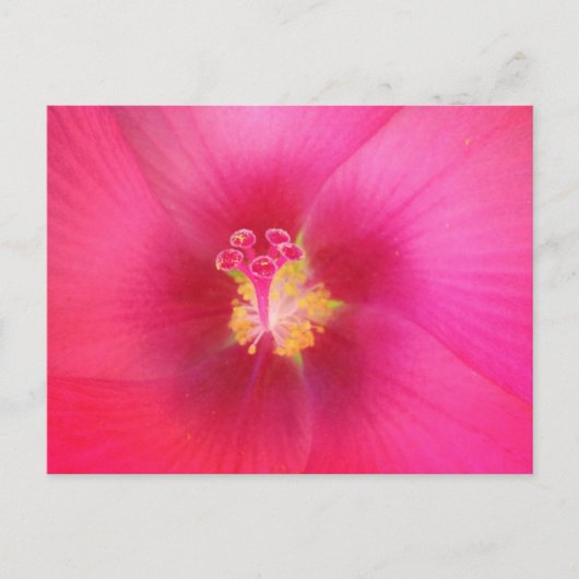 Roze Hibiscus Briefkaart (Voorkant)