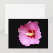 Roze Hibiscus Briefkaart (Voorkant / Achterkant)