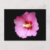 Roze Hibiscus Briefkaart (Voorkant)