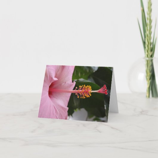 Roze Hibiscus-briefkaart Kaart (Voorkant)