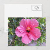 Roze Hibiscus briefkaart, pas aan Briefkaart (Voorkant / Achterkant)