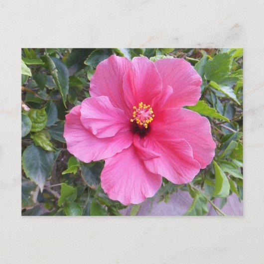 Roze Hibiscus briefkaart, pas aan Briefkaart (Voorkant)