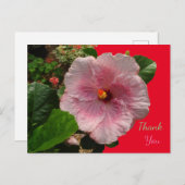 Roze Hibiscus Dank Je Ansichtkaart Briefkaart (Voorkant / Achterkant)