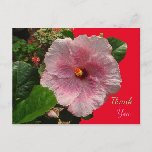 Roze Hibiscus Dank Je Ansichtkaart Briefkaart (Voorkant)