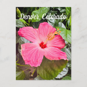 roze Hibiscus, Denver Colordo Briefkaart