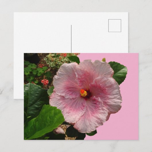 Roze Hibiscus DIY Briefkaart (Voorkant / Achterkant)