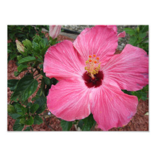 Roze Hibiscus Floral Flower Natuur Foto print Art Afdruk