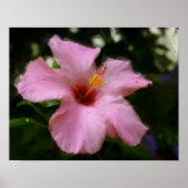 Roze Hibiscus Flower Art Foto schilderen Poster (Voorkant)