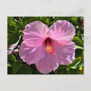 Roze Hibiscus Flower Briefkaart