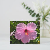 Roze Hibiscus Flower Briefkaart (Staand voorkant)