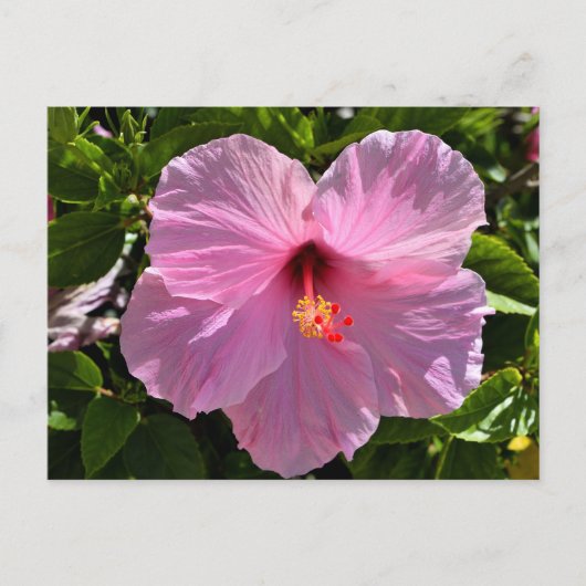Roze Hibiscus Flower Briefkaart (Voorkant)
