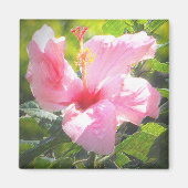 Roze Hibiscus Flower Magneet (Voorkant)