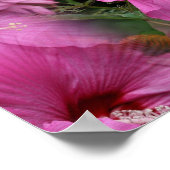 Roze Hibiscus Flower Multiplied Poster (Hoek)