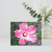 Roze Hibiscus Flower Photo Briefkaart (Staand voorkant)