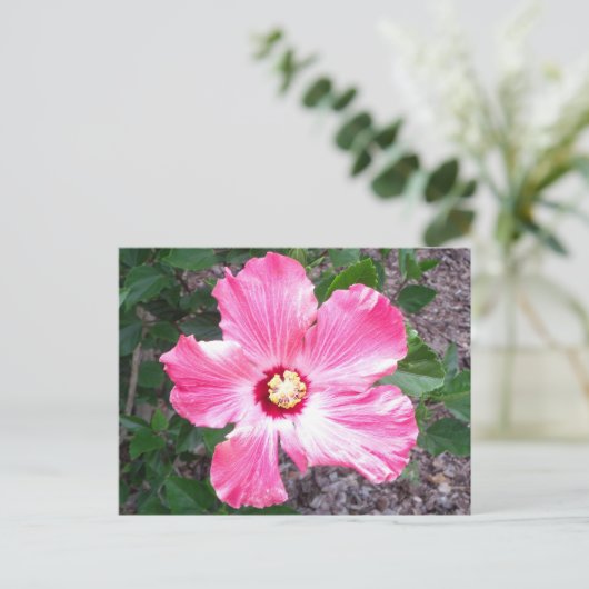 Roze Hibiscus Flower Photo Briefkaart (Staand voorkant)
