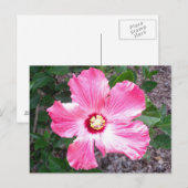 Roze Hibiscus Flower Photo Briefkaart (Voorkant / Achterkant)