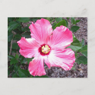 Roze Hibiscus Flower Photo Briefkaart