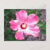 Roze Hibiscus Flower Photo Briefkaart (Voorkant)