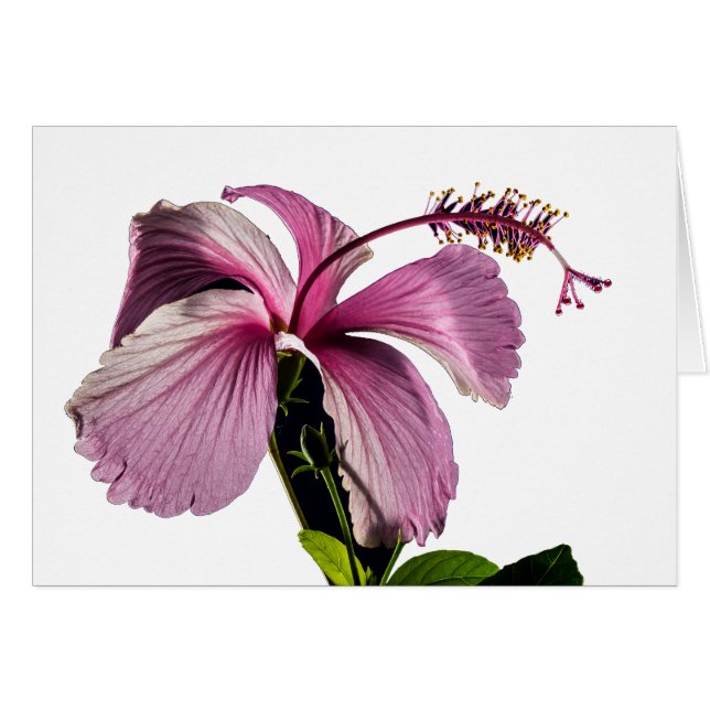 Roze Hibiscus Flower Side Uitzicht (Voorkant Horizontaal)