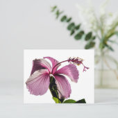 Roze Hibiscus Flower Side Uitzicht Briefkaart (Staand voorkant)