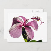 Roze Hibiscus Flower Side Uitzicht Briefkaart (Voorkant / Achterkant)