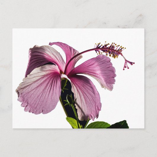 Roze Hibiscus Flower Side Uitzicht Briefkaart (Voorkant)