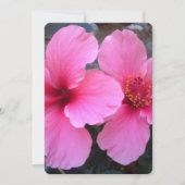 Roze Hibiscus Flowers (Voorkant)