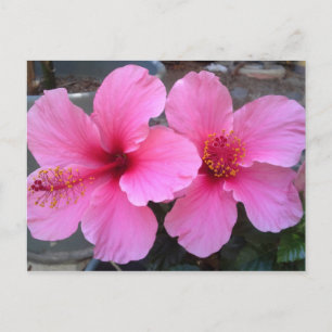 Roze Hibiscus Flowers Briefkaart