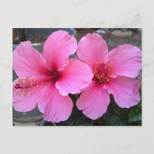Roze Hibiscus Flowers Briefkaart (Voorkant)