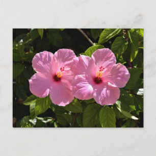 Roze Hibiscus Flowers Briefkaart