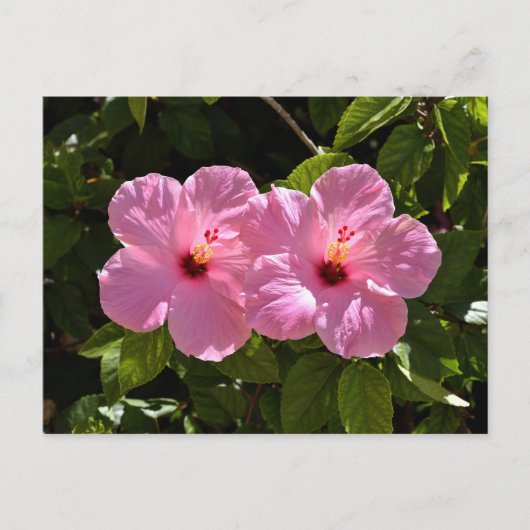 Roze Hibiscus Flowers Briefkaart (Voorkant)