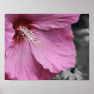 Roze Hibiscus Fotoschilderkunst Poster