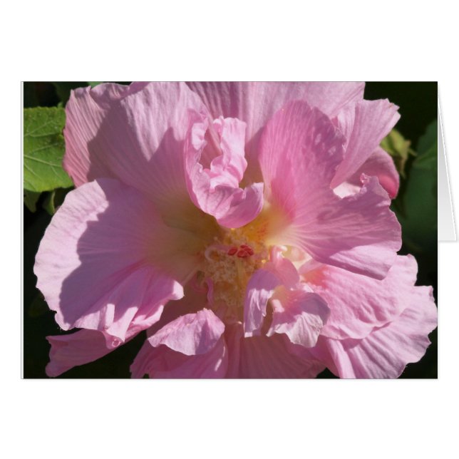 Roze Hibiscus-kaart 5X7 (Voorkant Horizontaal)