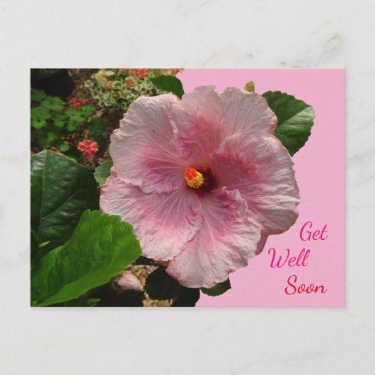 Roze Hibiscus krijgen snel Briefkaart (Voorkant)