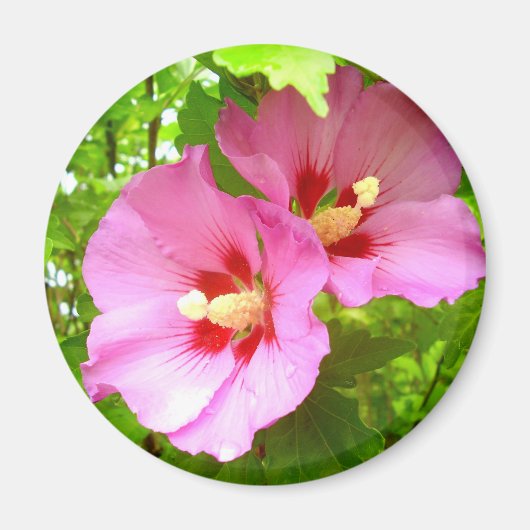 Roze Hibiscus Magnet (Voorkant)