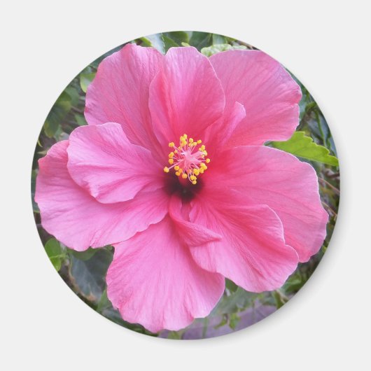 Roze Hibiscus magnet (Voorkant)