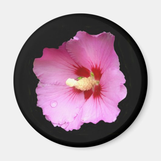 Roze Hibiscus Magnet (Voorkant)