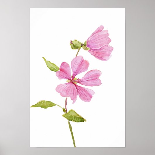 roze hibiscus moscheutos, moerasroos poster (Voorkant)