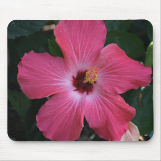 roze hibiscus muismat