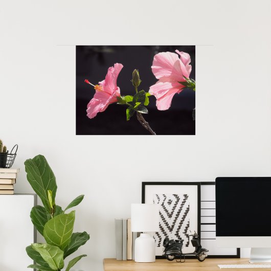 Roze Hibiscus op Black Poster (Thuiskantoor)