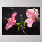 Roze Hibiscus op Black Poster (Voorkant)