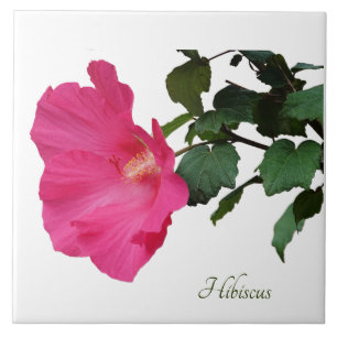 roze hibiscus op wit tegeltje