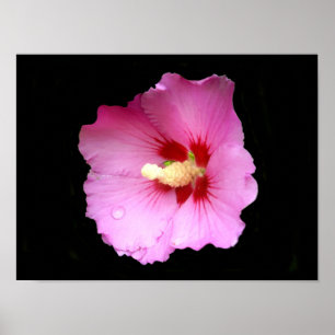 Roze Hibiscus Poster