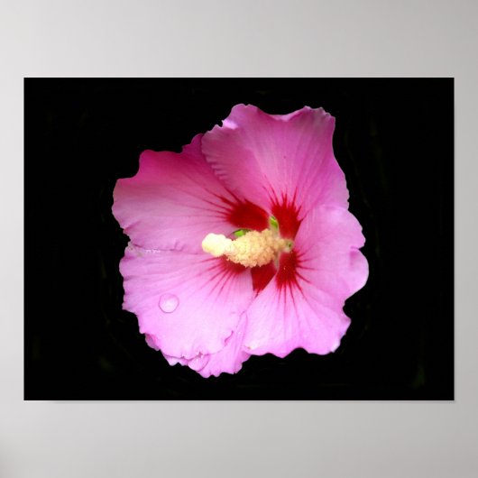 Roze Hibiscus Poster (Voorkant)